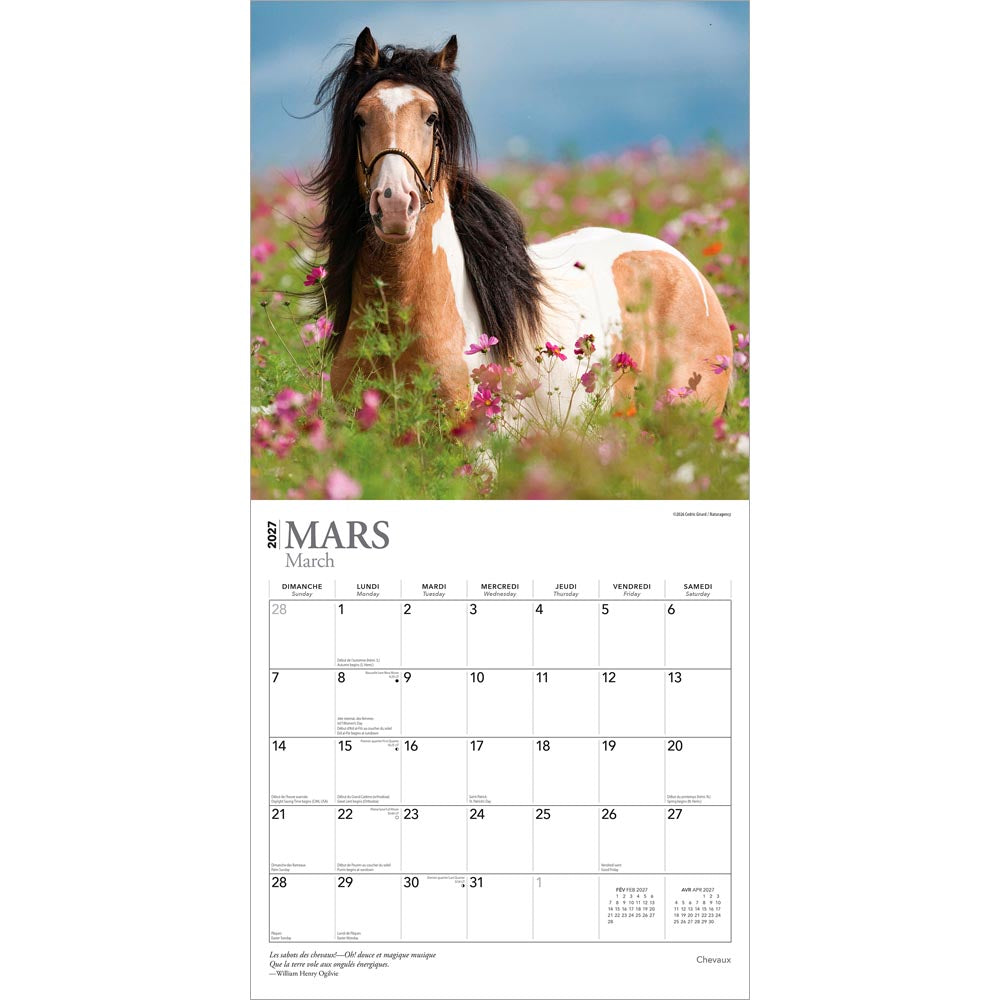 Chevaux | 2027 12 x 24 Inch (Hanging) Monthly Square Wall Calendar | French Language