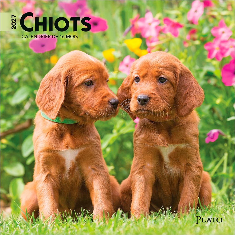 Chiots | 2027 7 x 14 Inch (Hanging) Monthly Mini Wall Calendar | French Language