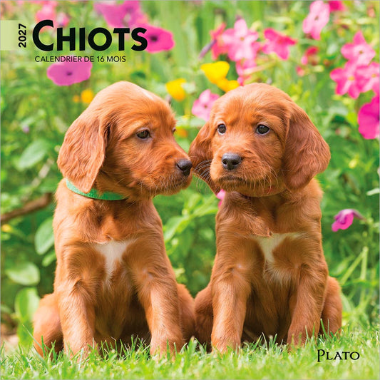 Chiots | 2027 7 x 14 Inch (Hanging) Monthly Mini Wall Calendar | French Language