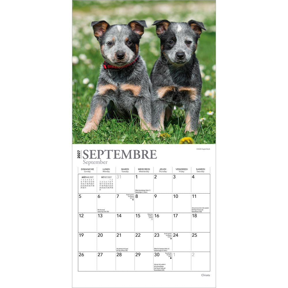 Chiots | 2027 7 x 14 Inch (Hanging) Monthly Mini Wall Calendar | French Language