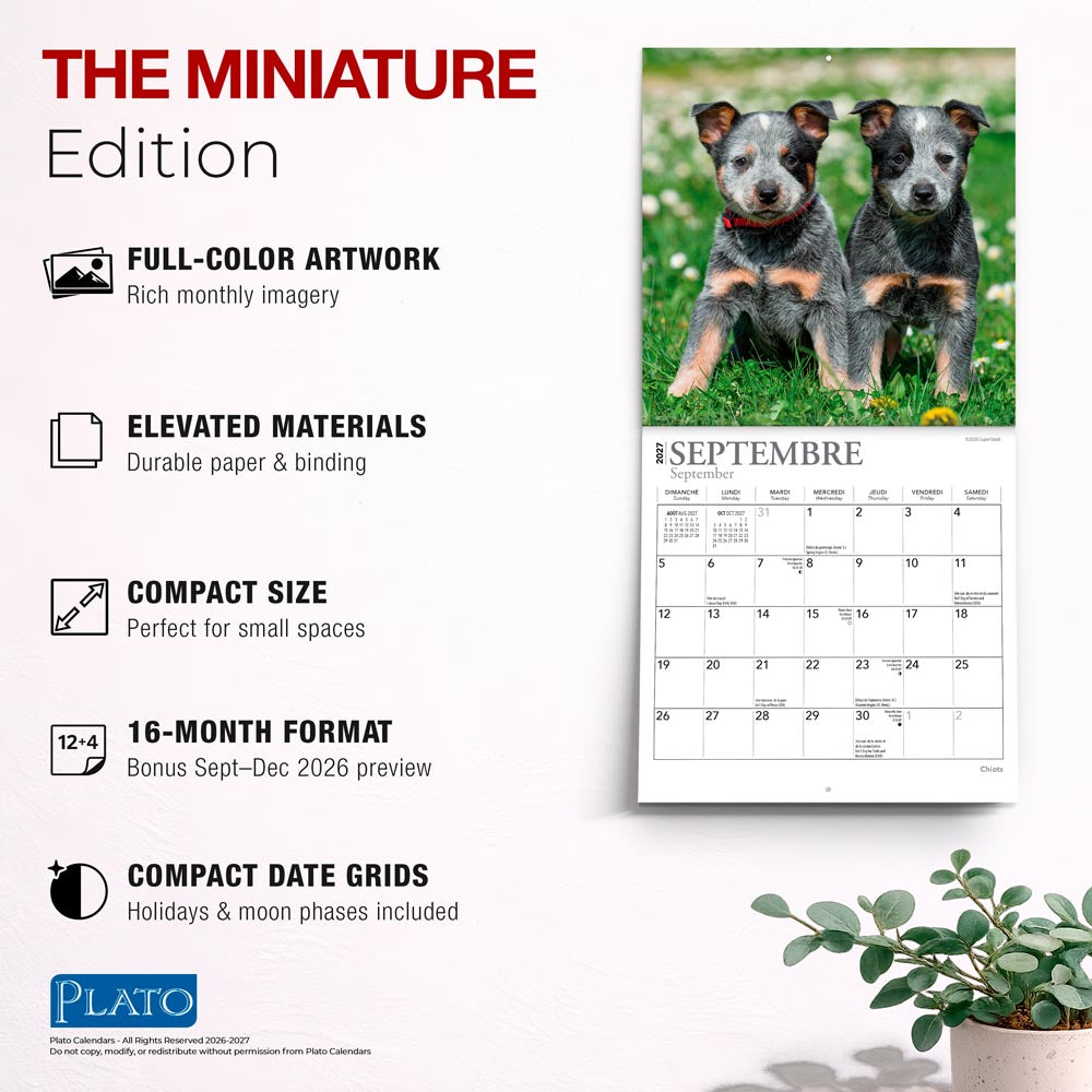 Chiots | 2027 7 x 14 Inch (Hanging) Monthly Mini Wall Calendar | French Language