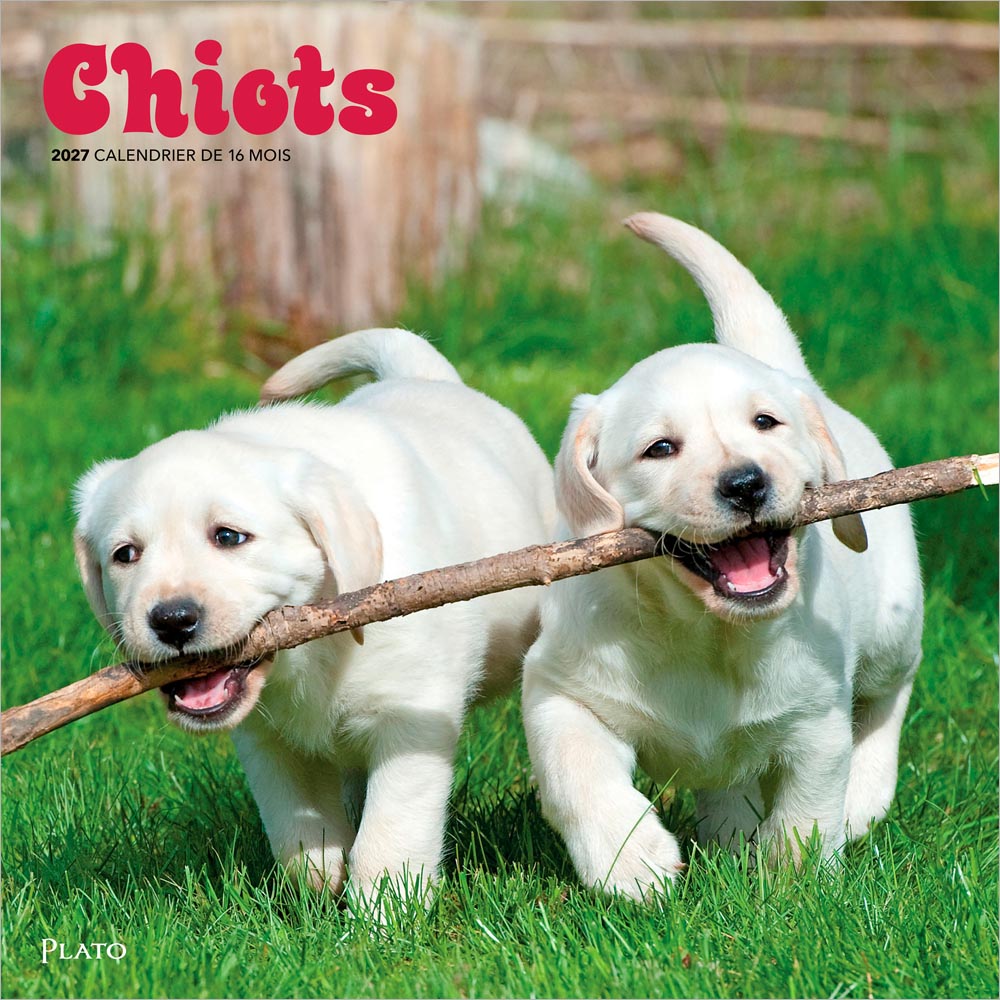 Chiots | 2027 12 x 24 Inch (Hanging) Monthly Square Wall Calendar | French Language