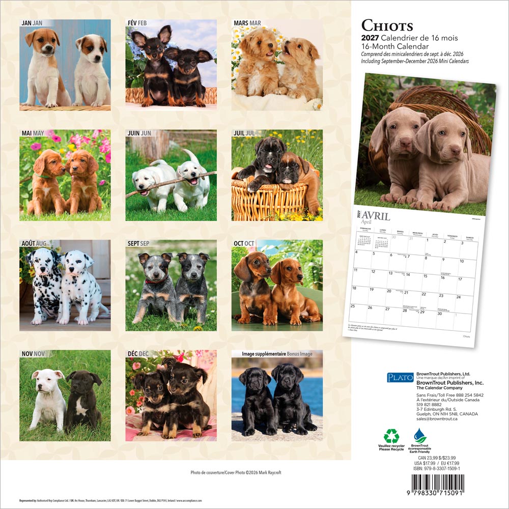 Chiots | 2027 12 x 24 Inch (Hanging) Monthly Square Wall Calendar | French Language