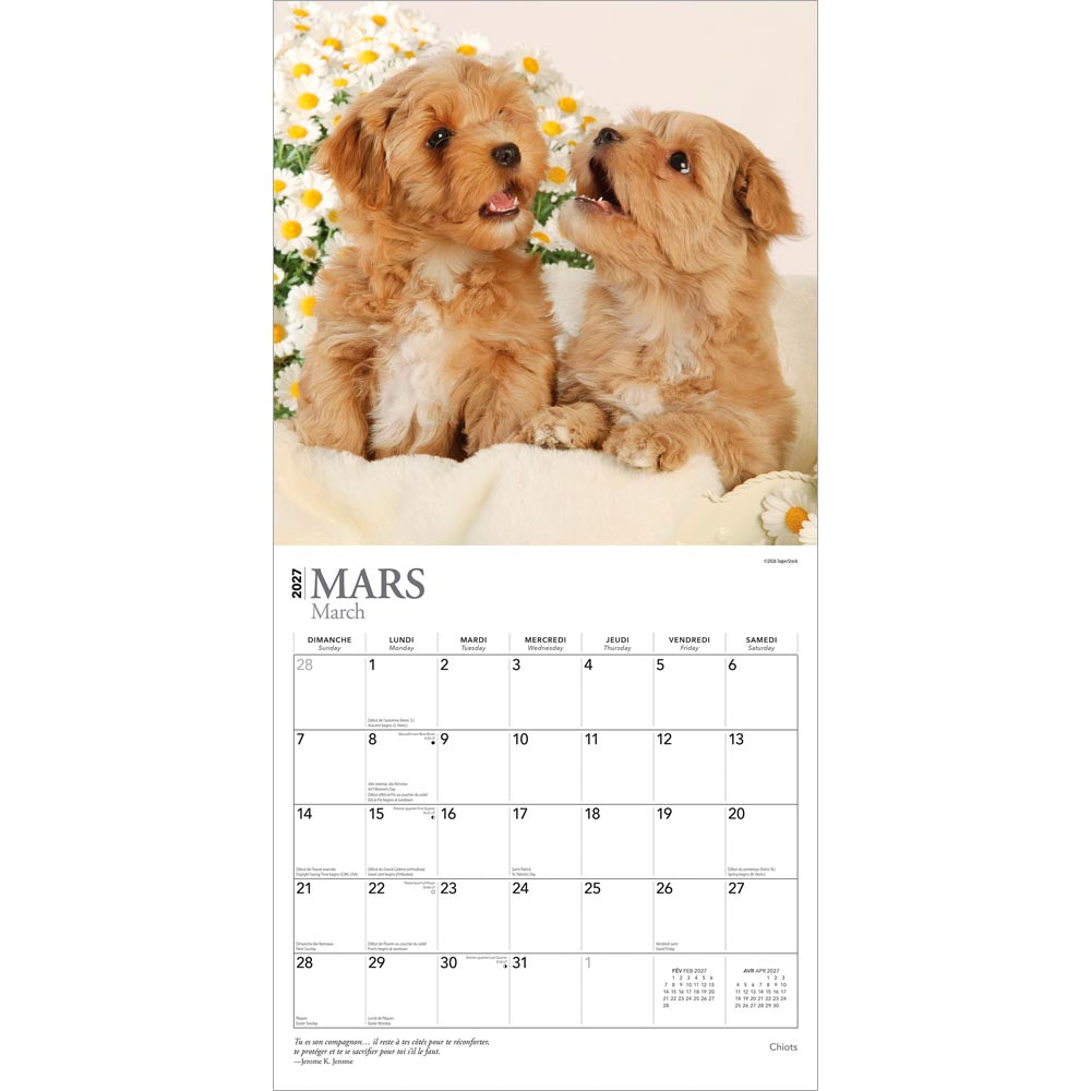 Chiots | 2027 12 x 24 Inch (Hanging) Monthly Square Wall Calendar | French Language