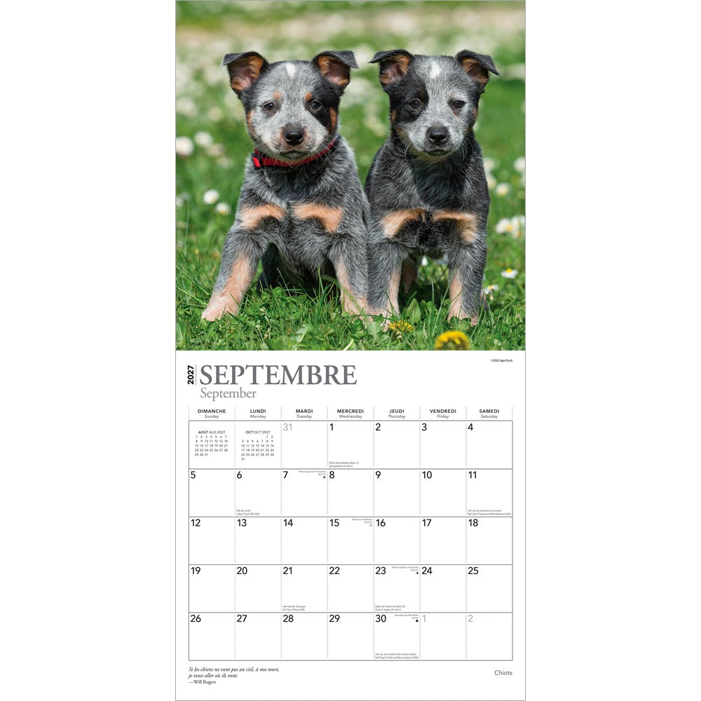 Chiots | 2027 12 x 24 Inch (Hanging) Monthly Square Wall Calendar | French Language