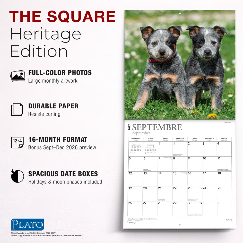 Chiots | 2027 12 x 24 Inch (Hanging) Monthly Square Wall Calendar | French Language