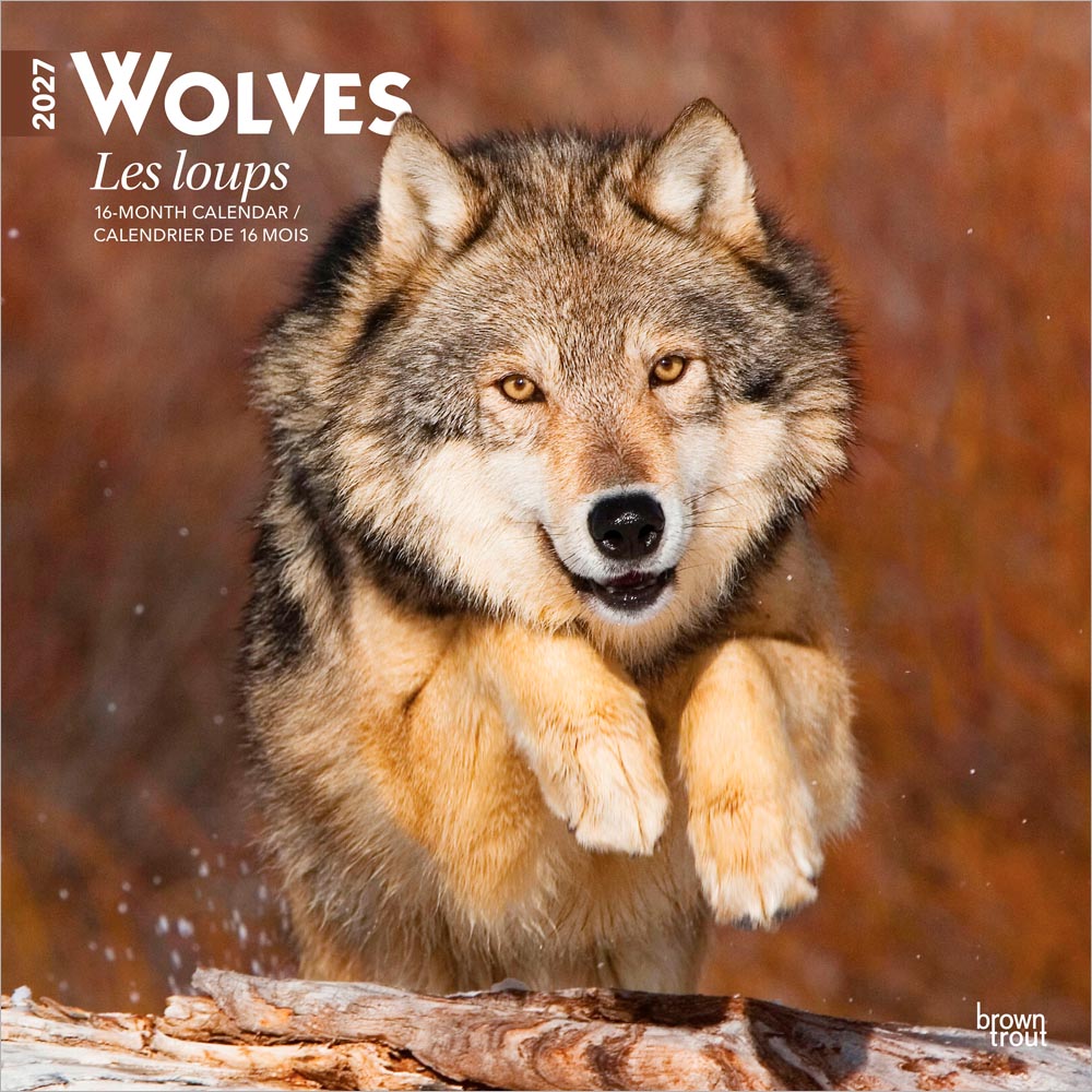 Wolves | 2027 12 x 24 Inch (Hanging) Monthly Square Wall Calendar | English/French Bilingual