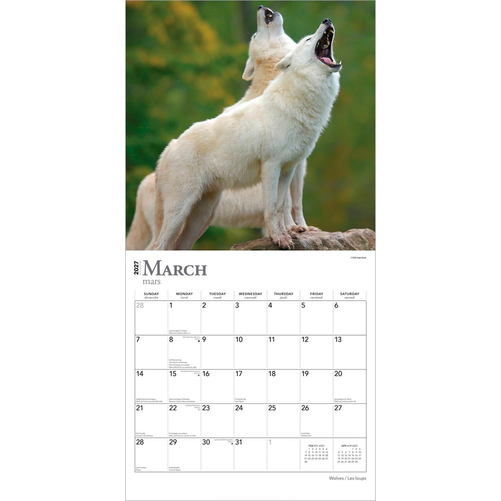 Wolves | 2027 12 x 24 Inch (Hanging) Monthly Square Wall Calendar | English/French Bilingual