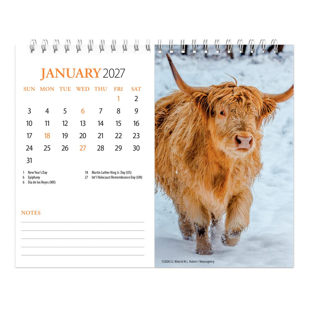 Highland Cows | 2027 7.5 x 6 Inch Monthly Double-View Easel Desk Calendar