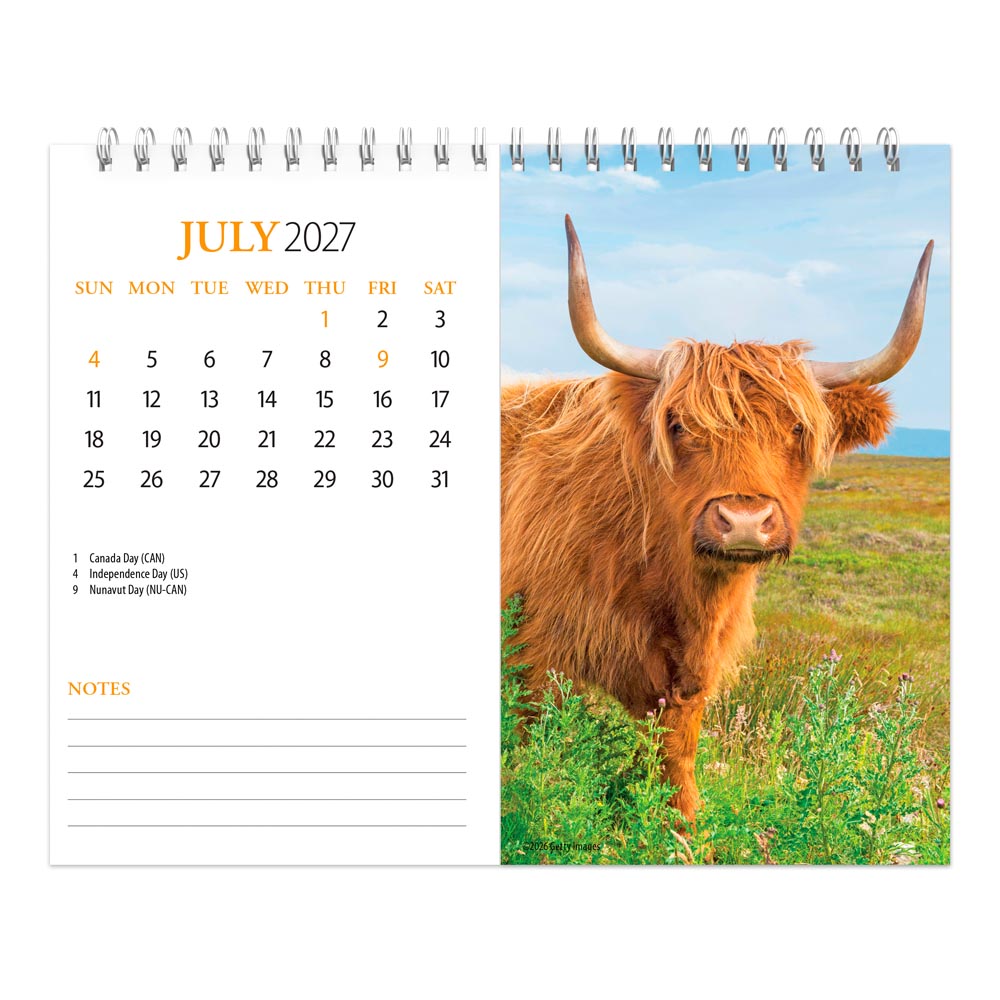 Highland Cows | 2027 7.5 x 6 Inch Monthly Double-View Easel Desk Calendar
