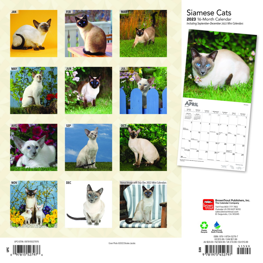 Siamese Cats | 2023 12 x 24 Inch Monthly Square Wall Calendar