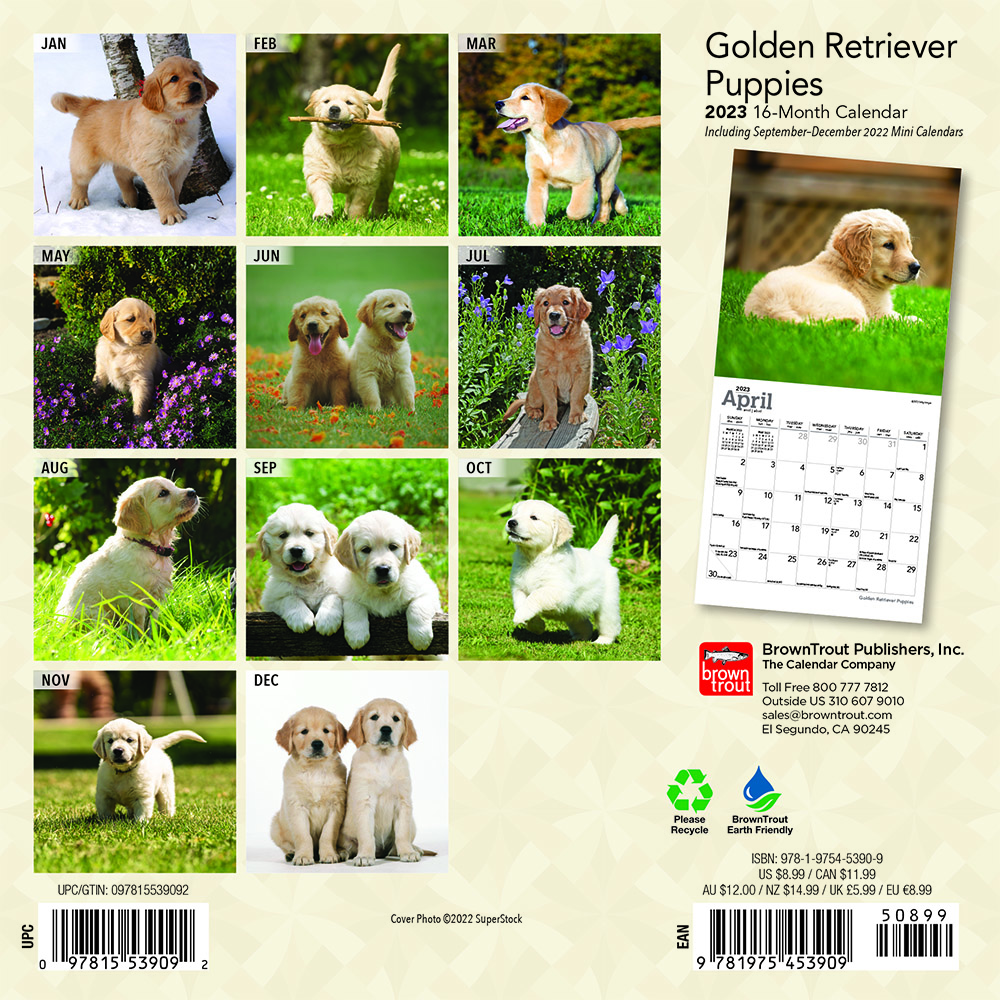 Golden Retriever Puppies | 2023 7 x 14 Inch Monthly Mini Wall Calendar