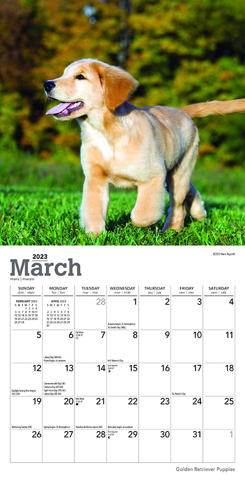 Golden Retriever Puppies | 2023 7 x 14 Inch Monthly Mini Wall Calendar