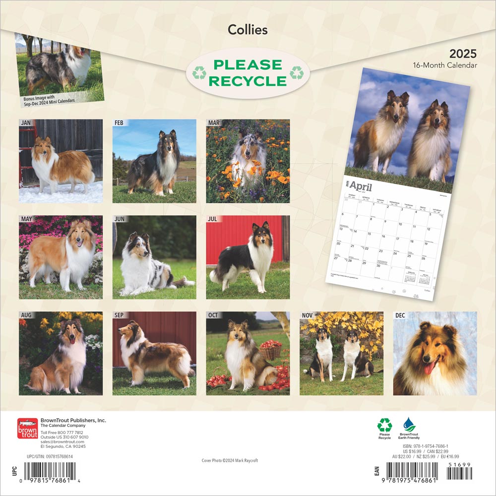 Collies 2025 12 x 24 Inch Monthly Square Wall Calendar