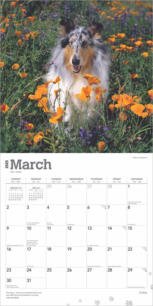 Collies 2025 12 x 24 Inch Monthly Square Wall Calendar