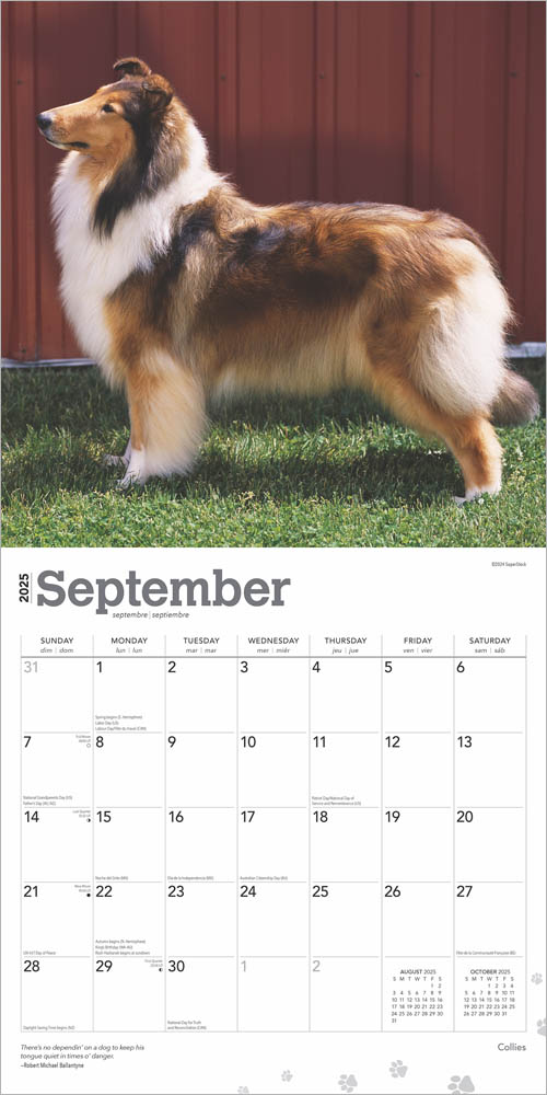 Collies 2025 12 x 24 Inch Monthly Square Wall Calendar