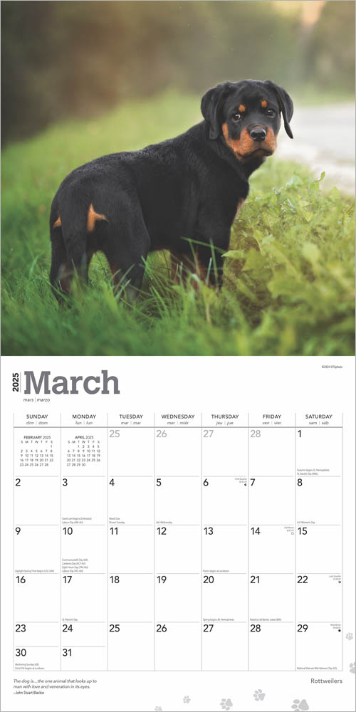 Rottweilers 2025 12 x 24 Inch Monthly Square Wall Calendar