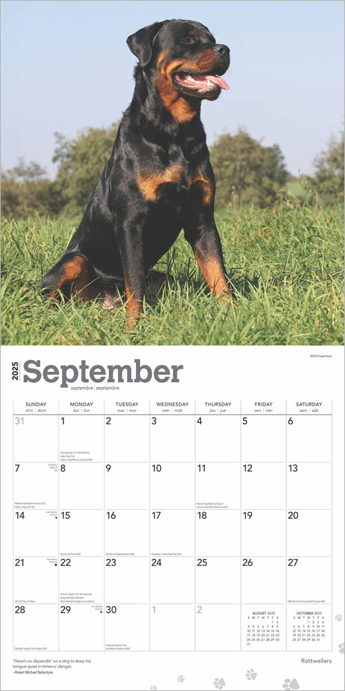 Rottweilers 2025 12 x 24 Inch Monthly Square Wall Calendar