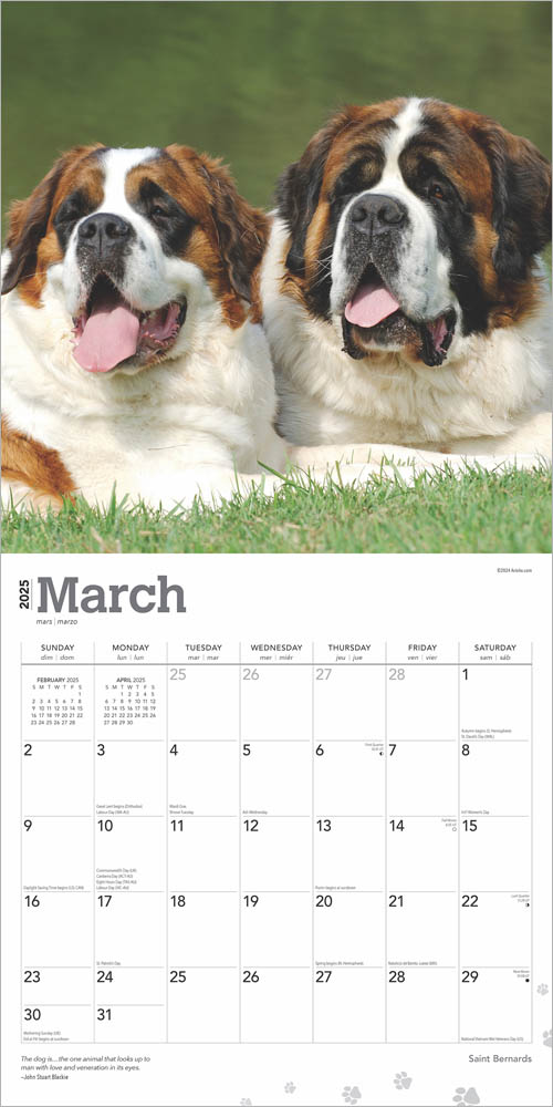 Saint Bernards 2025 12 x 24 Inch Monthly Square Wall Calendar