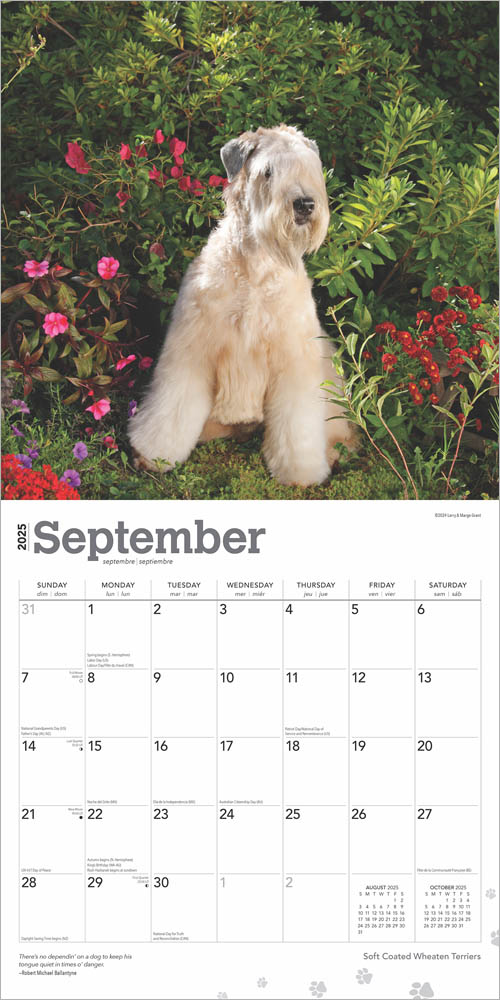 Soft Coated Wheaten Terriers 2025 12 x 24 Inch Monthly Square Wall