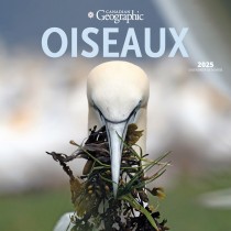 Canadian Geographic Oiseaux OFFICIAL | 2025 12 x 24 Inch Monthly Square Wall Calendar | French Language