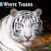 White Tigers | 2025 12 x 24 Inch Monthly Square Wall Calendar